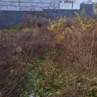 زمین|فروش زمین و ملک کلنگی|اطاقور, |دیوار