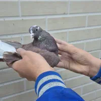 کبوتر تهرانی|پرنده|مبارکه, |دیوار