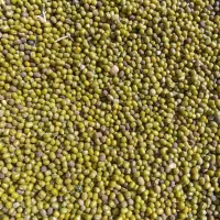 خریداری و فروشی محصول کشاورزی ماش و لوبیاو کنجدنقد