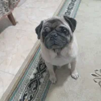 فروش سگ