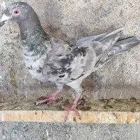 5عدد کبوتر