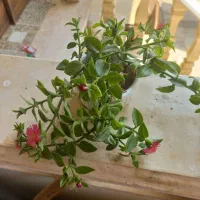 گل و گیاه و زیبا و دیدنی میدم|گل و گیاه طبیعی|تنکابن, |دیوار