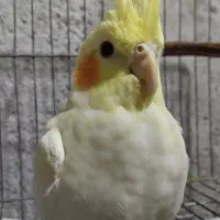 عروس هلندی ماده۳ماهه معاوضه و فروش