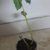 جوانه لوبیا سرحال