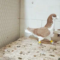 کبوتر خوشرنگ خالدار