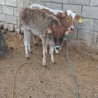 ۲راس گوساله ماده محلی|حیوانات مزرعه|پلدختر, |دیوار