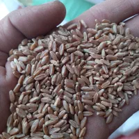 گندم بذری دیم