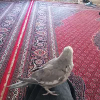 طوطی عروس هلندی نر