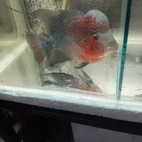 فلاور هورن|ماهی|تهران, صادقیه|دیوار