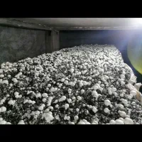 کارگر پرورش قارچ خانواده|استخدام صنعتی، فنی، مهندسی|سرخنکلاته, |دیوار