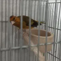 سهره قناری صدازیبا