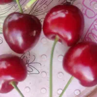 گیلاس درجه یک درشت درشت