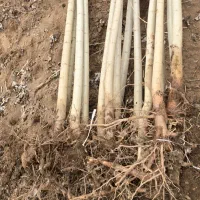 نهال صنوبر ریشهدار برای فضای سبزو کاشت صنعتی|خدمات باغبانی و درختکاری|رشت, پارک شهر|دیوار