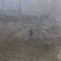 بوقلمون مولد.جوجه بوقلمون مرغ و جوجه مرغ گلین