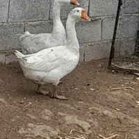 قوغاز نر و ماده|حیوانات مزرعه|ارومیه, |دیوار