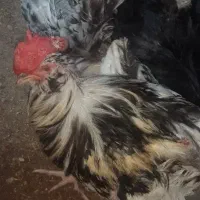 خروس گلین خال سوزنی