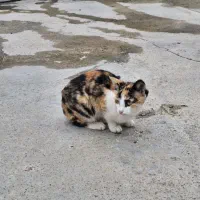 واگذاری بچه گربه