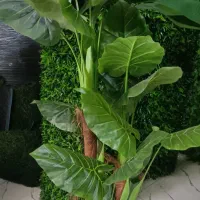 نصب و فروش موکت چمن مصنوعی کفپوش پرده