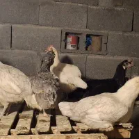 تخم مرغ نطفه دار محلی اصل،نژاد پاکوتاه ریشی|حیوانات مزرعه|خورموج, |دیوار