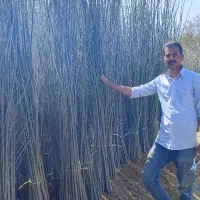 نهال کبوده یا سپیدار فقط ۳۵هزار