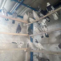 ۷۰ طوق کبوتر پرشی.پرنده سرای ملارد|پرنده|ملارد, |دیوار