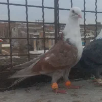 کله سفید|پرنده|سبزوار, جوادیه شرقی|دیوار