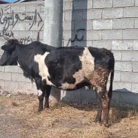 گاو چالوسی سه گوساله آورده جوان|حیوانات مزرعه|کیاشهر, |دیوار