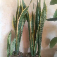 اجاره خانه مسکونی رهن کامل