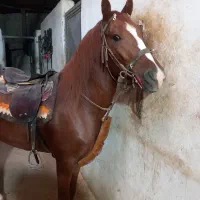 فروش ۲ راس نریان تکبندی|اسب و تجهیزات اسبسواری|اصفهان, رهنان|دیوار