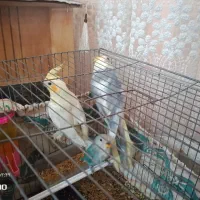 عروس هلندی