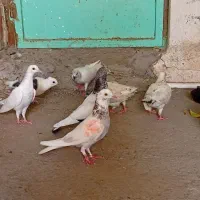 کبوتر پاکستانی معامله با مرغ و خروس خوب