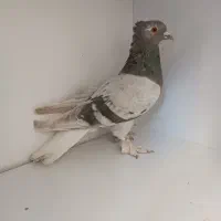 کفتر سبز دم سفید|پرنده|فردیس, شهرک ناز|دیوار