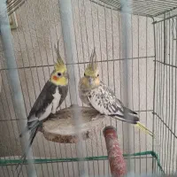 عروس هلندی