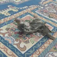 جوجه عروس هلندی|پرنده|کوثر, |دیوار