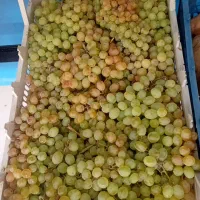 میوه  وسایل ترشی سرکه|خوردنی و آشامیدنی|رباطکریم, شترخوار|دیوار