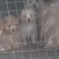 توله پا کوتاه فروشی|سگ|تفت, |دیوار