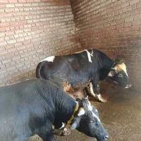 ۲عدد گاو نر گوشتی