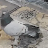 کبوترخوشرنگ شوخ