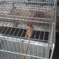 سهره ماده|پرنده|نسیم‌شهر, |دیوار