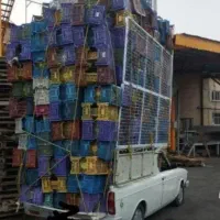 خریداران سبد و کارتون موز با مواد سبدی
