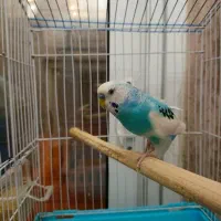 مرغ عشق بالغ و سرحال