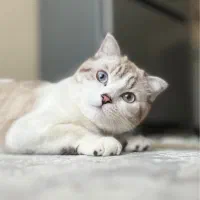 گربه ماده اسکاتیش