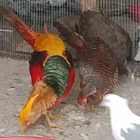 مرغ و خروس بلژیکی