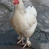 خروس و مرغ دورگ برهما