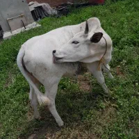 گاو جنگلی قربانی نزاییده