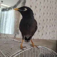مرغ مینا|پرنده|شیراز, شریف‌آباد|دیوار
