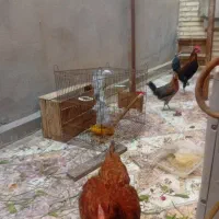 مرغ وخروس عربی ویک مرغ کرمانشاهی