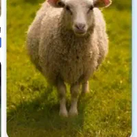 کشتار گوسفند در مکان پذیرفته میشود