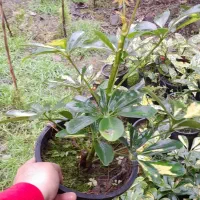 گل شلفرا،آکوبا