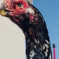 فروش و معاوضه مرغ خروس لاری دورگ هندی اوشامو|حیوانات مزرعه|قنوات, |دیوار